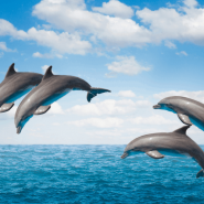 Всемирный День китов и дельфинов фотографии