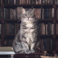 Кино-час «Всего понемножку о котах и кошках» фотографии
