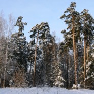 «Знатоки леса» фотографии