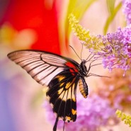 Интерактивная экологическая игра «Поле чудес «Бабочки летают» фотографии
