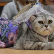 Праздник «Не всё коту Масленица!» фотографии