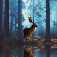 «В лес за загадками» фотографии