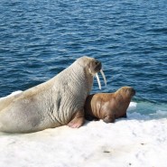 «День моржа» фотографии