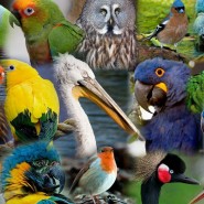 Экологический час «Удивительный мир птиц» фотографии