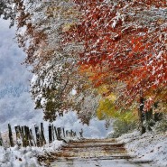 Аппликация из геометрических фигур - Машинка фотографии