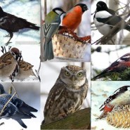 Беседа «Зимующие птицы,как им помочь» фотографии