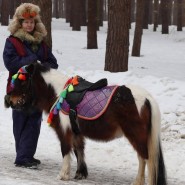 Пони и лошади фотографии