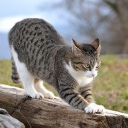 «Интересные факты о кошках» фотографии