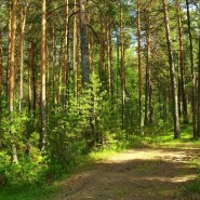 Международный день лесов фотографии