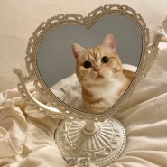 Кошки на холсте фотографии