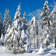 «Снежная-нежная сказка зимы» фотографии
