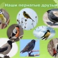 «Наши пернатые друзья» фотографии