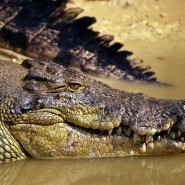 Всемирный день крокодилов фотографии