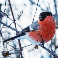 Покормите птиц зимой! фотографии