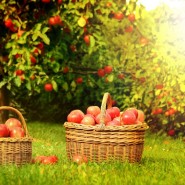 Программа «Яблочный Спас» фотографии