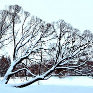 Виртуальный мастер-класс «Зимнее дерево» фотографии