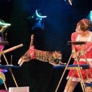 Шоу «Котовасия» фотографии