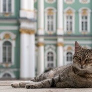 Видеоистория «Как коты помогали крестьянам и императорам» фотографии