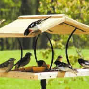 «Покормите птиц!»- экологический час фотографии
