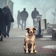 Всемирный День бродячих животных фотографии