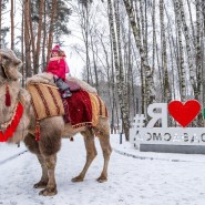 Верблюд Яша фотографии