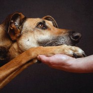«Братья наши меньшие!» фотографии