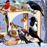 «Помоги птицам зимой» фотографии