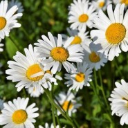 Выставка прикладного творчества и рисунков «Ромашковое настроение» фотографии
