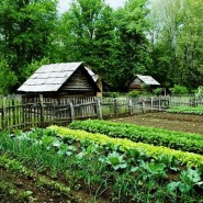 «Огород круглый год, или зелень на подоконнике» фотографии