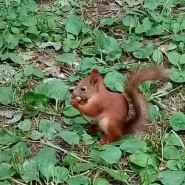 Мастер-класс «Белочка из пластилина» фотографии