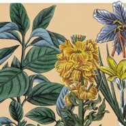 Выставка «Ботанические зарисовки» фотографии