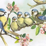 Экологическая онлайн-викторина «Познакомься – это птицы» фотографии