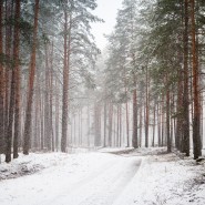 Виртуальная фотовыставка «Пробуждение леса» фотографии