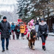 Прогулка на лошадях и пони фотографии