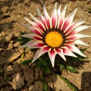 Виртуальная выставка фотографий «Цветы лета» фотографии