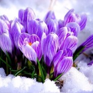 Фотовыставка «Весеннее счастье» фотографии