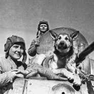 Виртуальная выставка «Животные – герои Великой Отечественной войны» фотографии