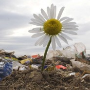 Экологический репортаж «Очистим планету от мусора» фотографии