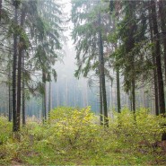 «Загадки в лесу на каждом шагу!» фотографии