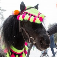 Катание на пони и лошади фотографии