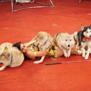 Театрально-цирковое представление «В гостях у сказки» фотографии