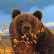 «Медведь – символ России» фотографии