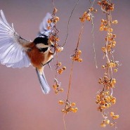 «Пусть всегда поют нам птицы» фотографии