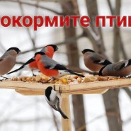 Выставка «Покормите птиц!» фотографии
