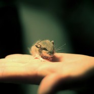 Сказка о глупом мышонке фотографии