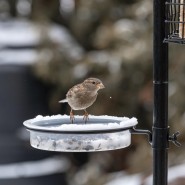 «Покорми птиц» фотографии