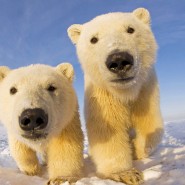 Встреча «День рождения белого медведя» фотографии