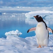 Виртуальный мастер-класс «Пингвин на льдине» фотографии
