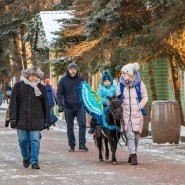 Пони и лошади фотографии