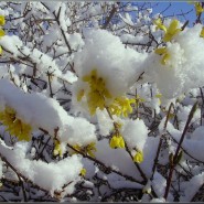 Виртуальная программа «Как февраль с мартом встретились» фотографии